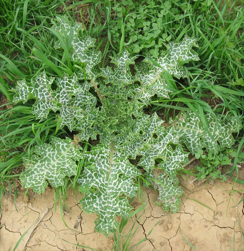 Image of Silybum marianum specimen.