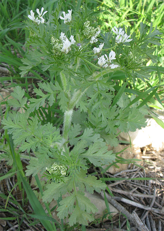 Изображение особи семейство Apiaceae.