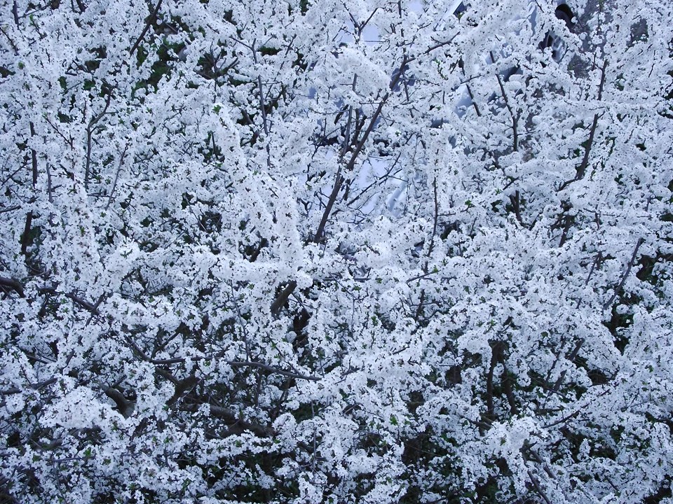 Image of genus Prunus specimen.