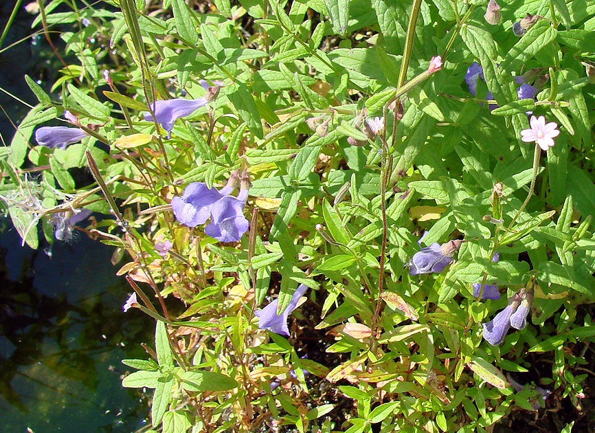 Изображение особи Scutellaria galericulata.