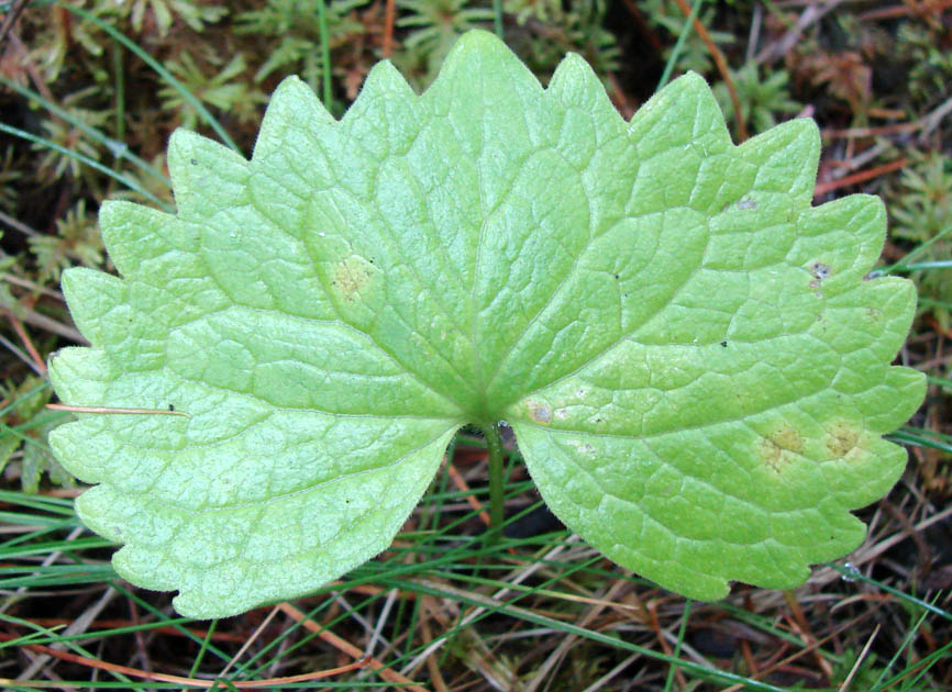 Image of Viola uniflora specimen.