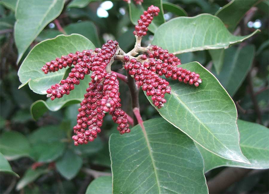 Image of Rhus ovata specimen.