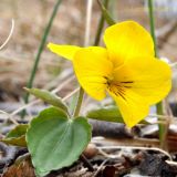 Viola xanthopetala. Цветущее растение. Приморский край, Шкотовский р-н, окр. пос. Подъяпольск. 02.05.2013.