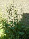 Rumex obtusifolius