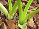genus Caltha
