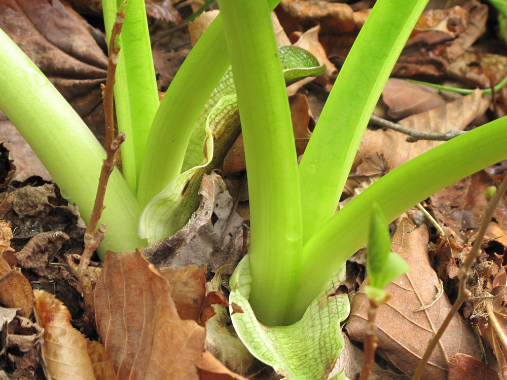Image of genus Caltha specimen.