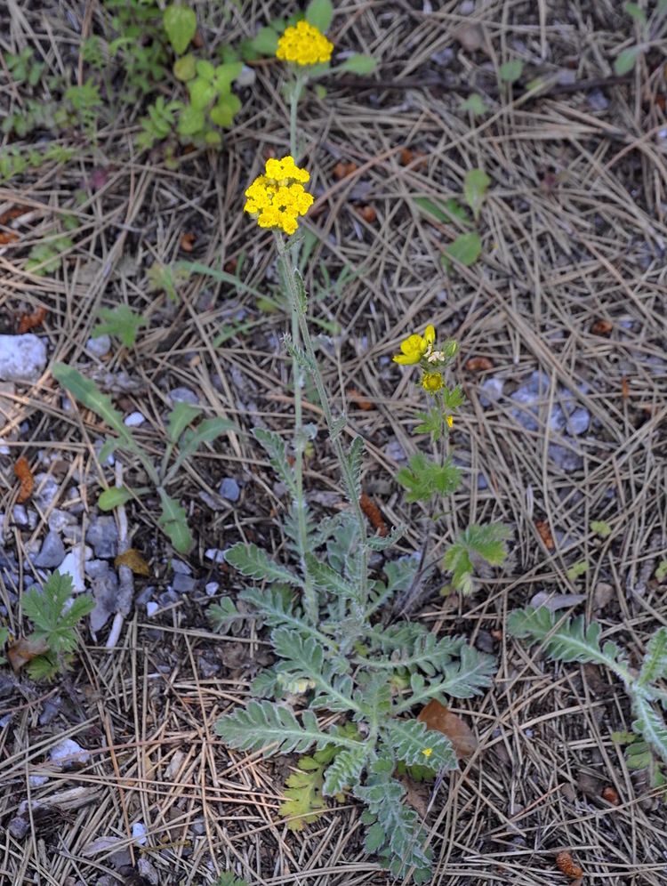 Изображение особи Achillea holosericea.