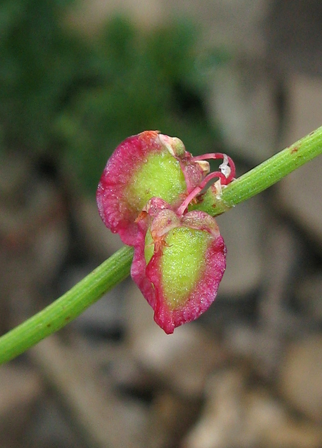 Image of Rumex hastifolius specimen.