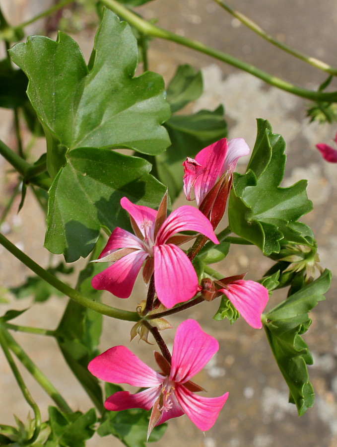 Изображение особи Pelargonium peltatum.