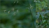 Festuca gigantea