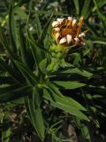 Inula ensifolia. Верхушка побега с отцветшим соцветием. Краснодарский край, Новороссийск, мыс Шесхарис, прибрежный склон Маркотхского хребта, можжевеловое редколесье. 21.07.2013.