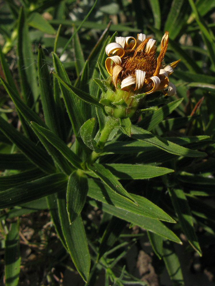 Image of Inula ensifolia specimen.
