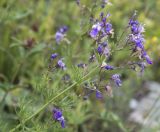 Teucrium orientale