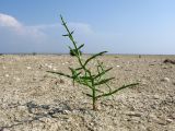 Salicornia perennans
