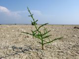 Salicornia perennans. Растение на песчано-ракушечном пляже. Краснодарский край, м/о Анапа, окр. станицы Благовещенская, Витязевский лиман. 16.08.2013.