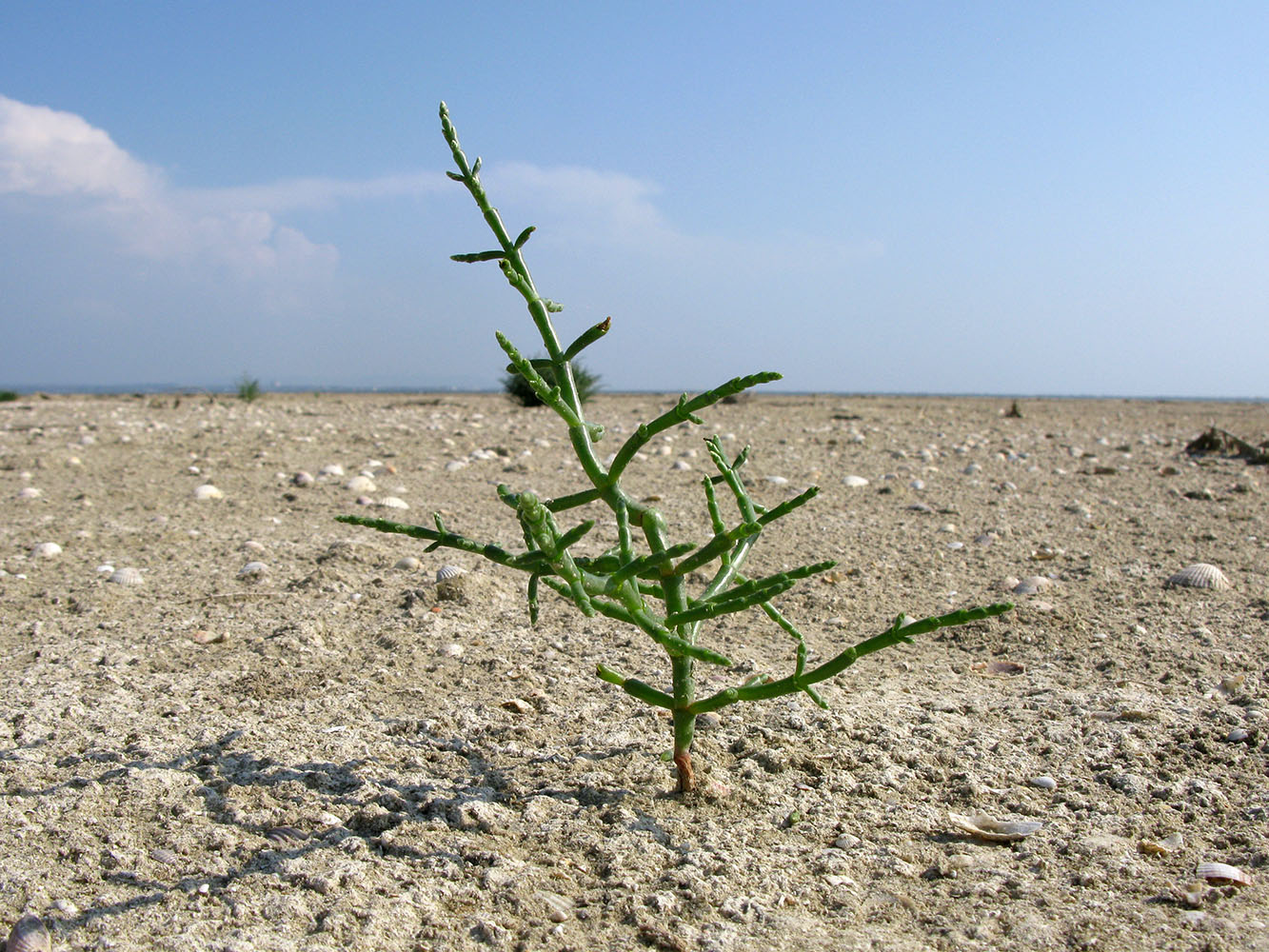 Изображение особи Salicornia perennans.