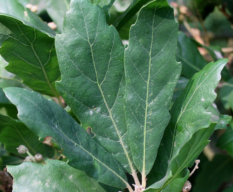 Изображение особи Quercus × hispanica.