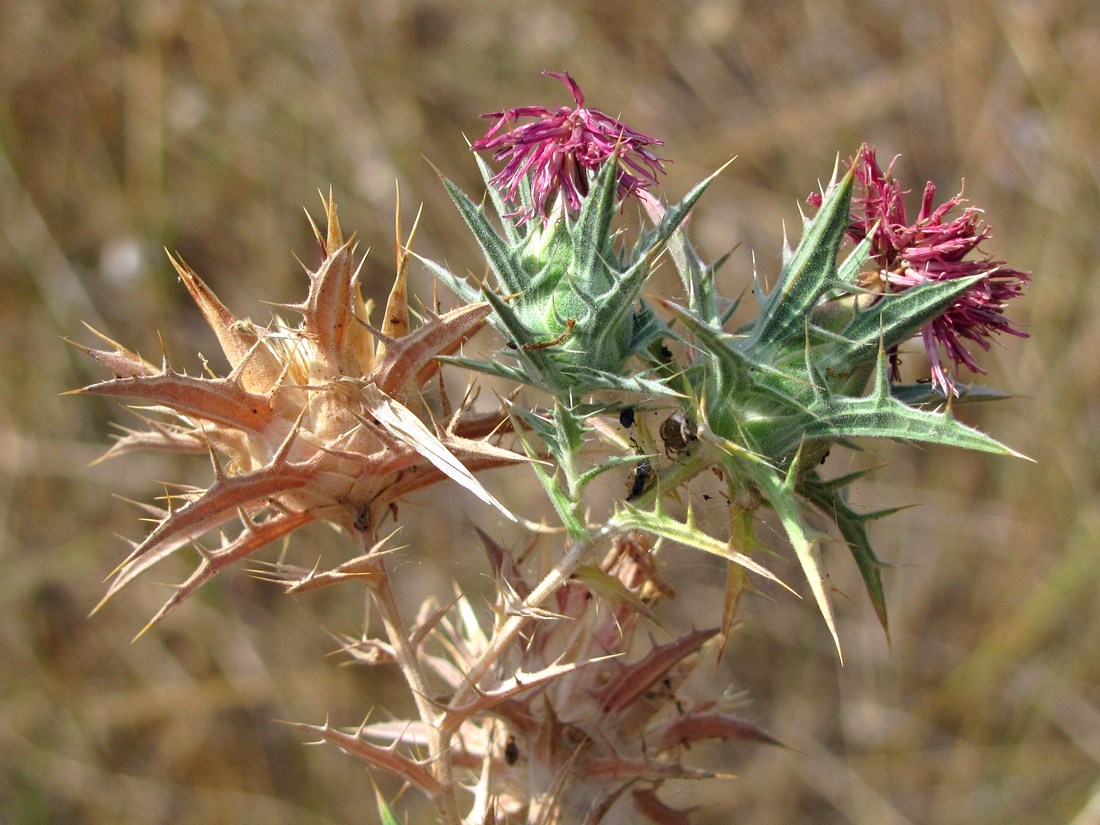 Изображение особи Carthamus glaucus.