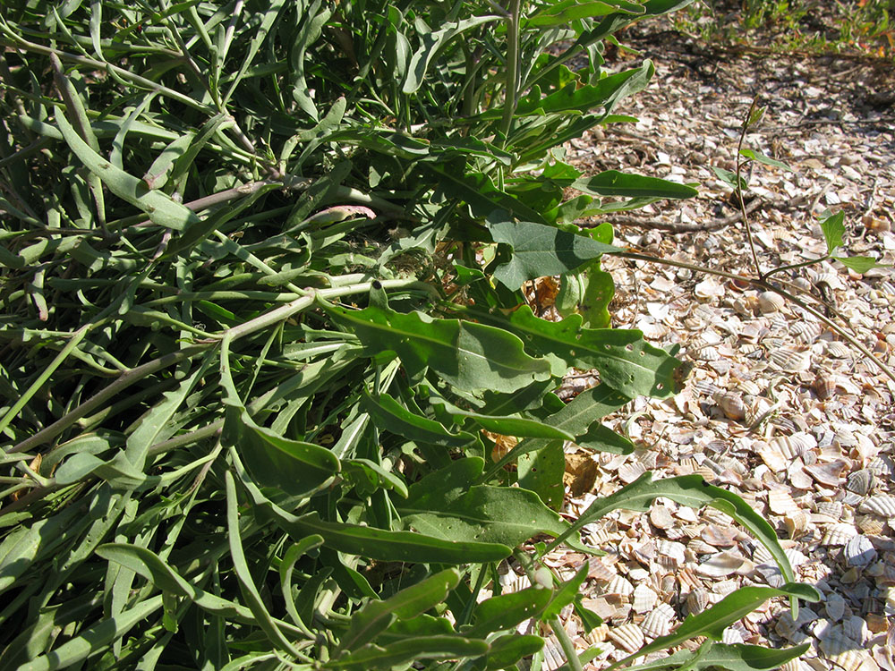 Image of Diplotaxis tenuifolia specimen.