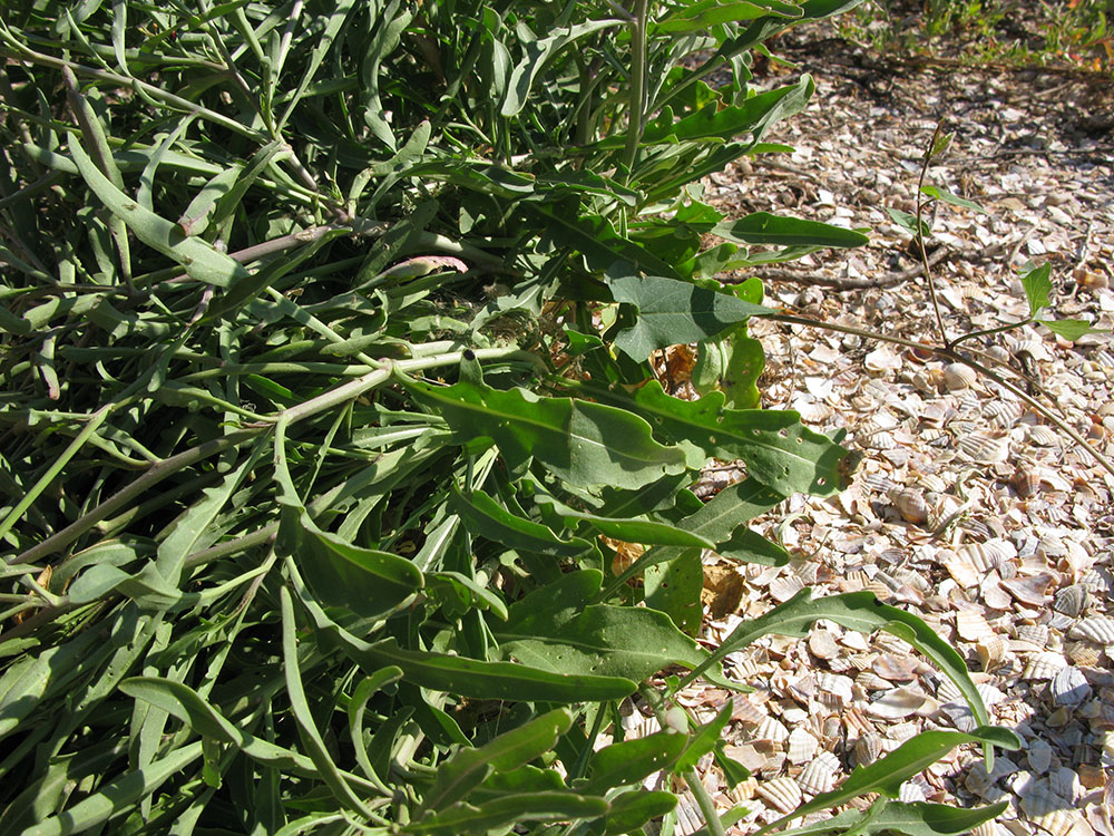 Изображение особи Diplotaxis tenuifolia.