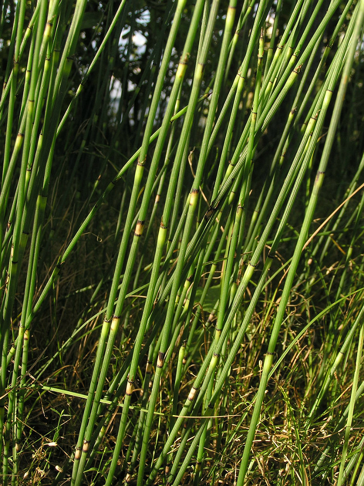 Image of Equisetum × moorei specimen.