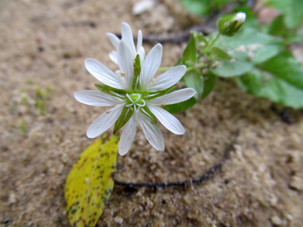 Изображение особи Myosoton aquaticum.