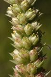 Orostachys malacophylla. Часть соцветия. Республика Бурятия, Баунтовский эвенкийский р-н, окр. пос. Северный, долина р. Има, лиственничный перелесок, обочина дорожного пути. 04.08.2013.