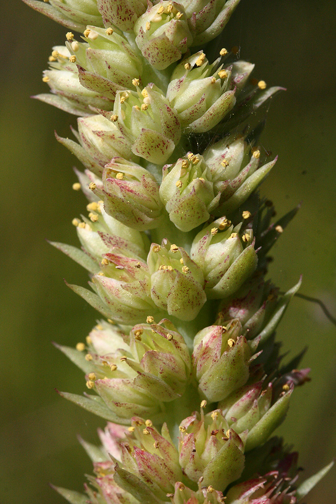 Изображение особи Orostachys malacophylla.