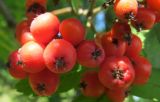 Sorbus aucuparia. Плоды. Беларусь, Гродненская обл., г. Новогрудок. 01.08.2013.