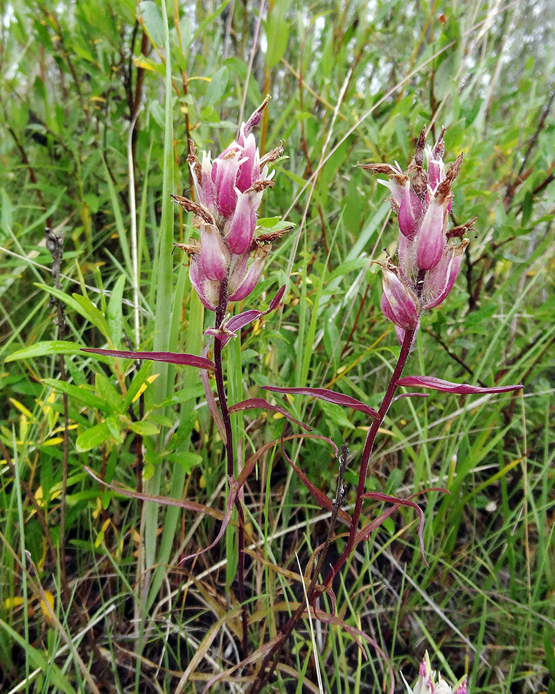 Image of Castilleja rubra specimen.