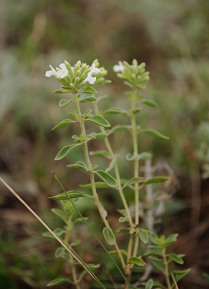 Image of Ziziphora clinopodioides specimen.