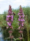 Stachys palustris