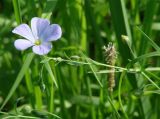 Linum perenne. Верхушка побега с цветком и бутонами. Иркутская обл., Иркутский р-н, р. Иркут, остров. 15.07.2008.