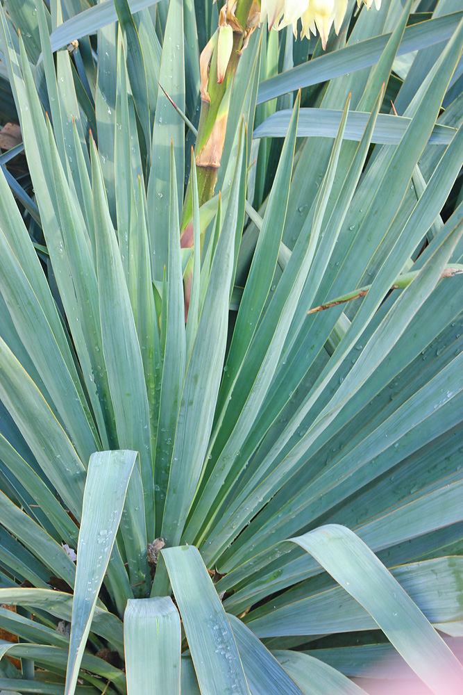 Изображение особи Yucca gloriosa.