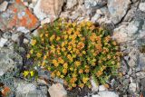 Rhodiola quadrifida