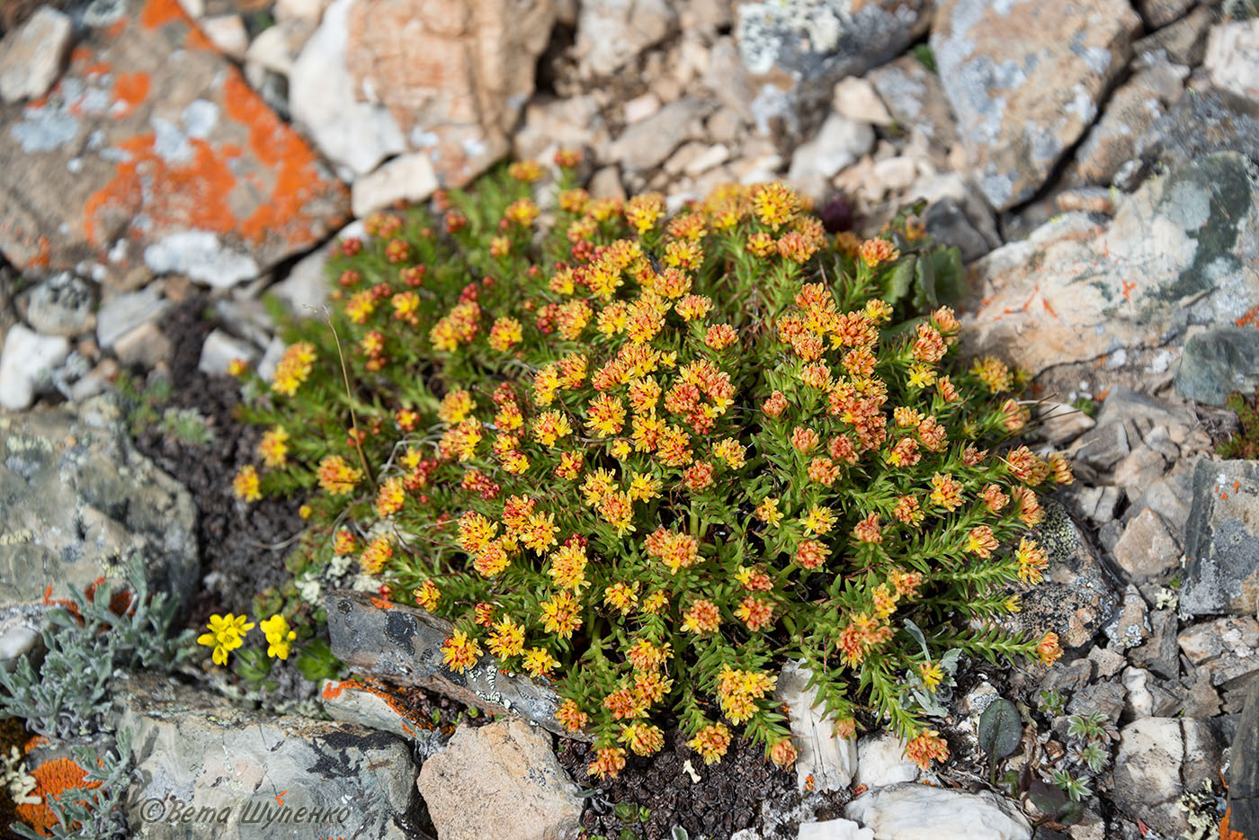 Image of Rhodiola quadrifida specimen.