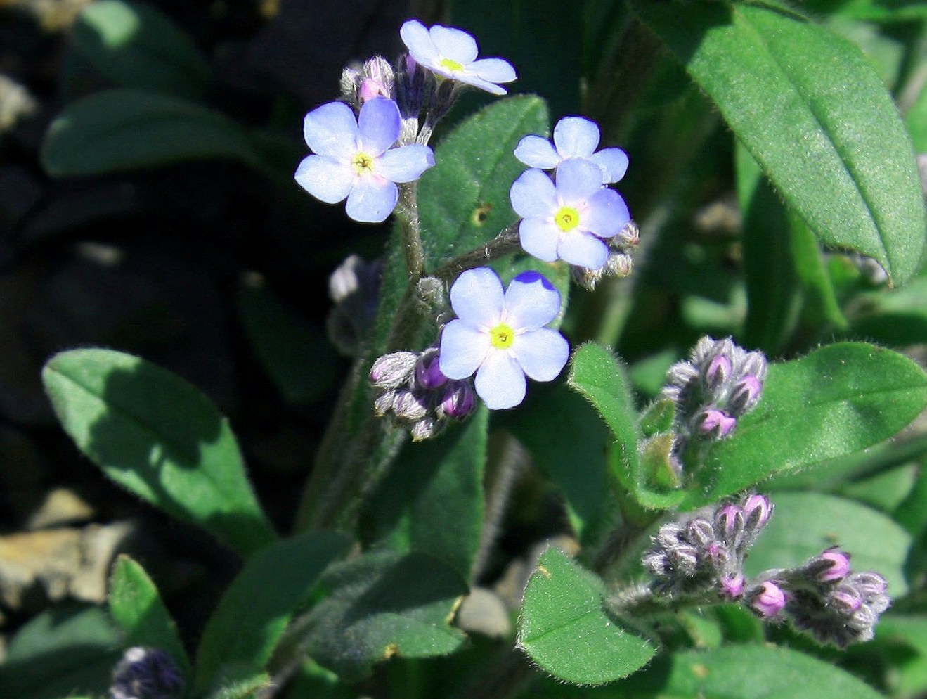 Image of Myosotis amoena specimen.