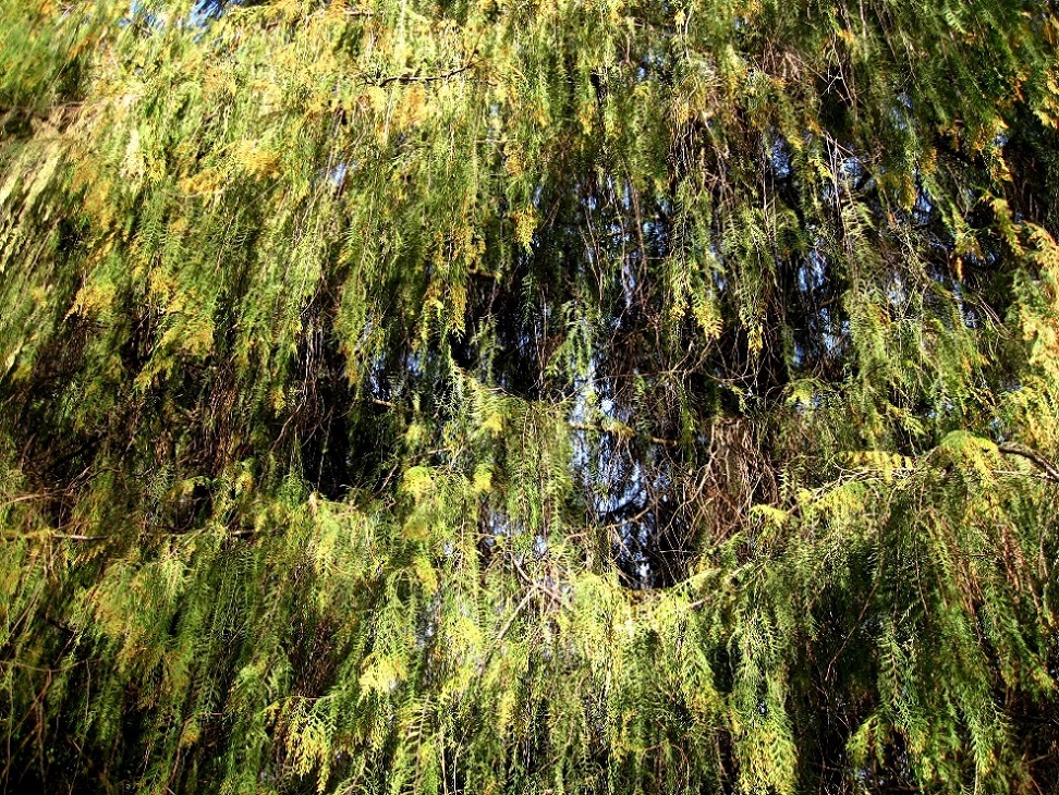 Image of Cupressus funebris specimen.