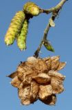 Ostrya carpinifolia. Верхняя часть веточки с прошлогодним соплодием, развивающимися соцветиями и почками. Германия, г. Дюссельдорф, Ботанический сад университета. 13.03.2014.