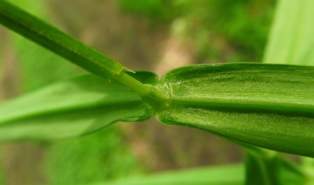 Image of Stellaria holostea specimen.