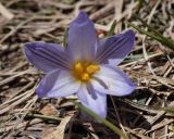 Crocus reticulatus