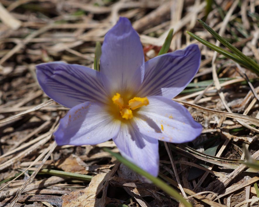 Изображение особи Crocus reticulatus.