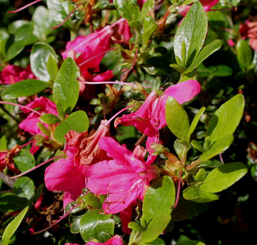 Image of Rhododendron obtusum specimen.