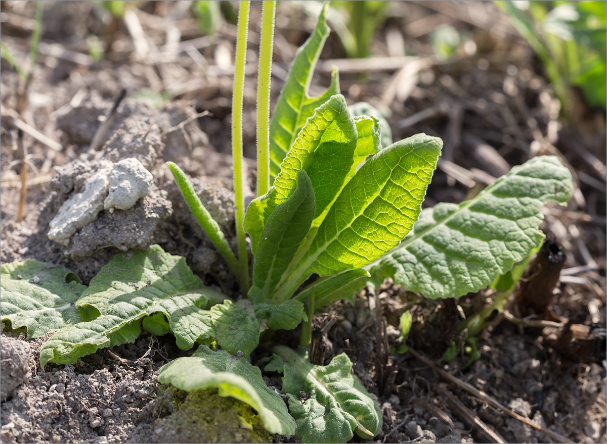 Изображение особи Primula veris.