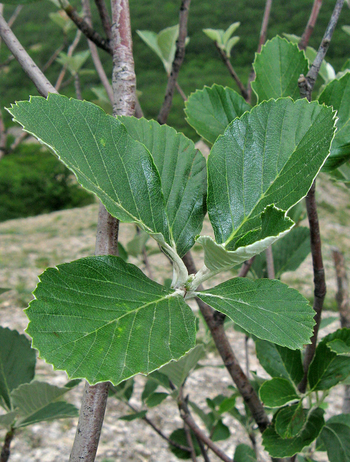 Image of Sorbus taurica specimen.