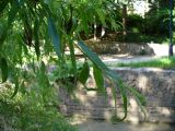 род Salix
