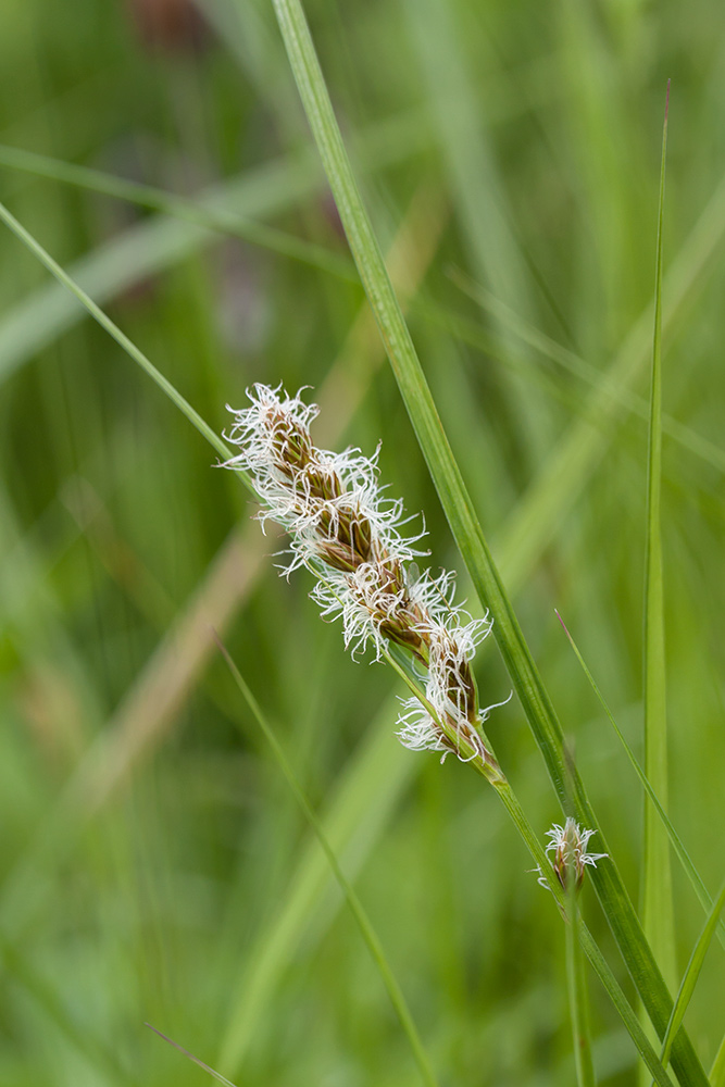 Изображение особи Carex disticha.