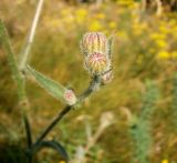 Crepis rhoeadifolia. Нераспустившиеся соцветия. Крым, Симферопольский р-н, пос. Белое (дачные участки). 24.06.2014.