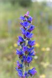 Echium vulgare. Верхушка соцветия. Ленинградская обл., Волосовский р-н, дер. Большой Сабск, берег озера. 29.06.2014.