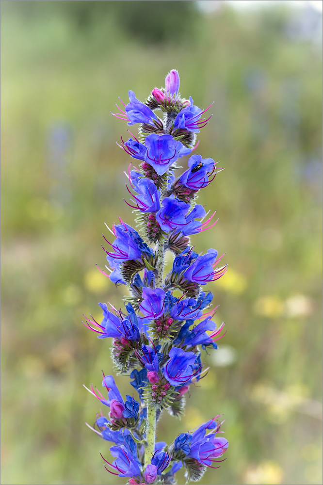 Изображение особи Echium vulgare.